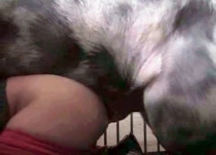 Hottie fucked by a mongrel