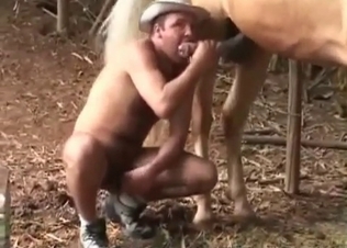 Horse getting a blowjob from a cowboy