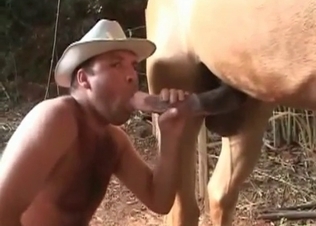 Horse getting a blowjob from a cowboy