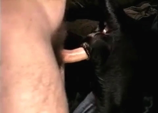 Dog being railed from behind