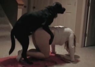 Dog loves everything about it