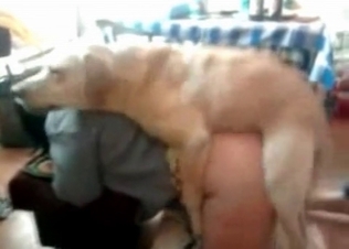Brown dog fucking her