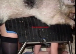Hottest animal sex shots ever
