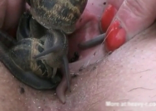 Snakes doing some nasty sexual stuff