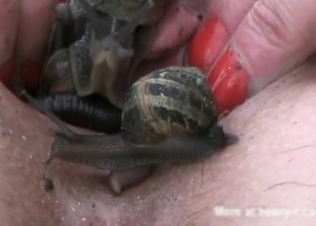 Snakes doing some nasty sexual stuff
