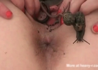 Snakes doing some nasty sexual stuff