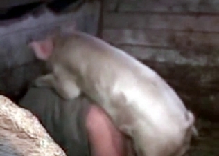Framer gets fuck by a pig