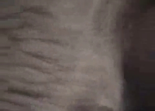 Two dogs get fucked