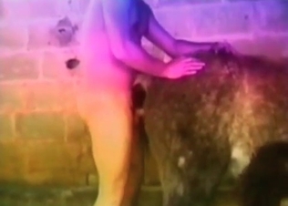 Horse loves anal sex