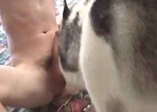 Dog loves all of this cock-riding action