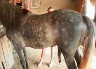 Pussy gets ruined by a grey stallion