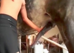 Pussy gets ruined by a grey stallion