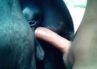 Anal penetration for a naughty horse