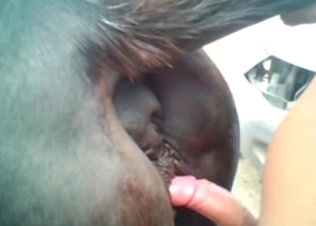 Anal penetration for a naughty horse