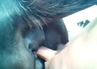 Anal penetration for a naughty horse