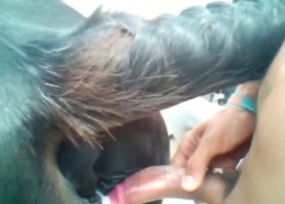 Anal penetration for a naughty horse
