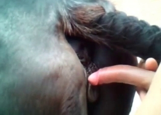 Anal penetration for a naughty horse