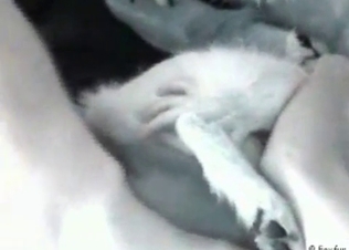 Cute dog and its tight ass