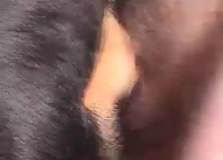 Dog’s asshole penetrated by a tiny dick