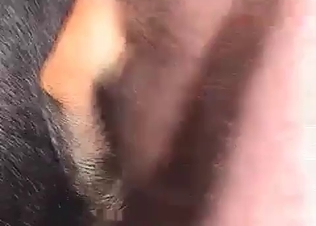 Dog’s asshole penetrated by a tiny dick
