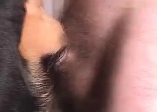 Dog’s asshole penetrated by a tiny dick