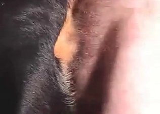 Dog’s asshole penetrated by a tiny dick