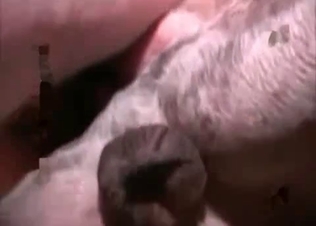 Dude is into all sorts of kinky zoo stuff