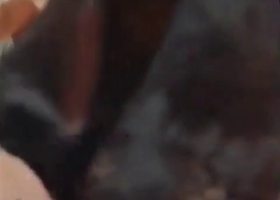 Horse cock blown on cam