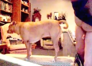 Tiny dick sucked by a dog