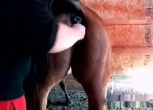 Barn fucking for a horny stallion