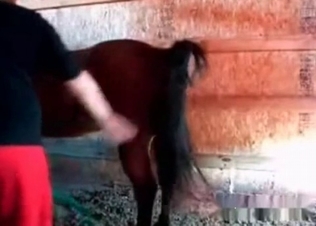 Barn fucking for a horny stallion