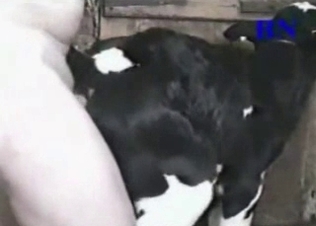 Black goat gets fucked anally by a dude