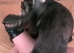Dog’s cock gets serviced