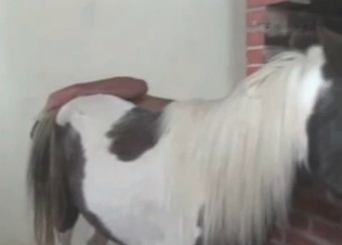 Pony fucking like a champ