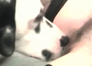 Zoophile chick and a Dalmatian