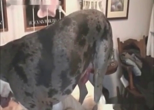 Fucking with a greyhound