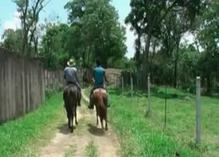 Horse cock destroying her ass