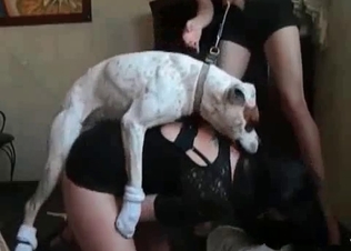 Dog fucking its brunette owner
