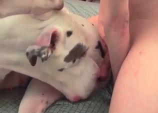 Anal sex for a big dog