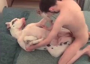 Anal sex for a big dog