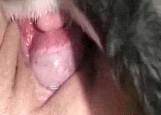 Cur fucking like crazy