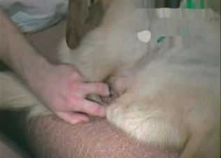 Intense fucking for a dog