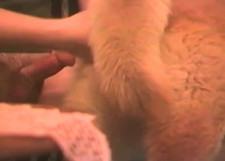 Brown puppy giving a BJ