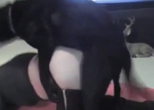 Moist pussy licked out by a dog