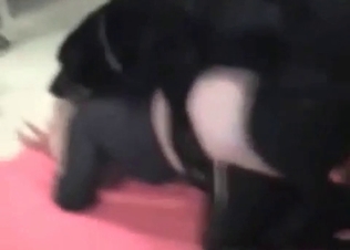 Moist pussy licked out by a dog