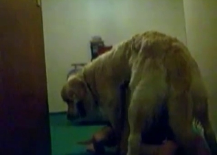 Incredible passion by a dog