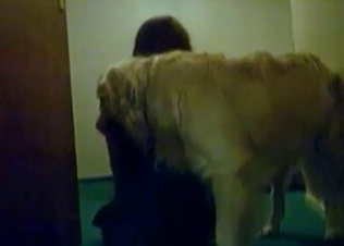 Incredible passion by a dog