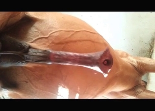 Big horse revealing its dick