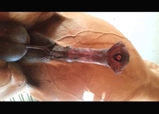 Big horse revealing its dick