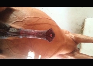 Big horse revealing its dick